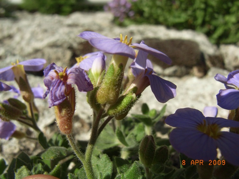 sulle mura - Aubrieta columnae